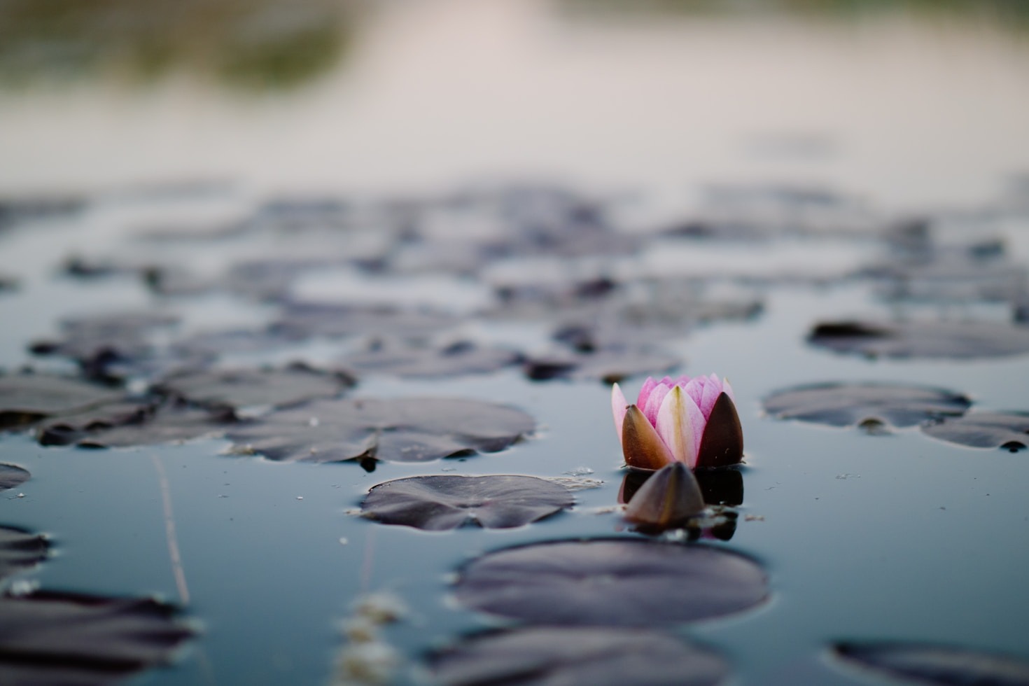 The Art of Living Mindfully Every Day